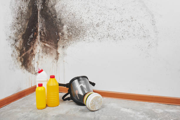 Best Certified Mold Removal  in Russell, KY