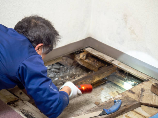Best Commercial Mold Removal  in Russell, KY