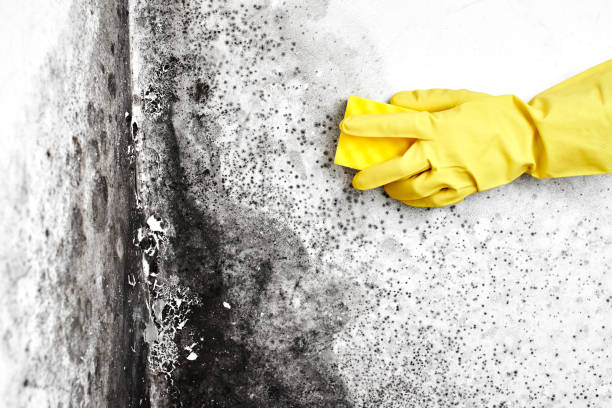 Best Commercial Mold Removal  in Russell, KY
