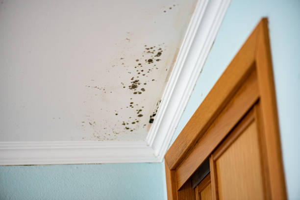 Best Fast Mold Removal  in Russell, KY