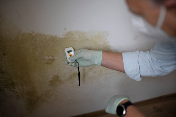 Best Toxic Mold Removal  in Russell, KY