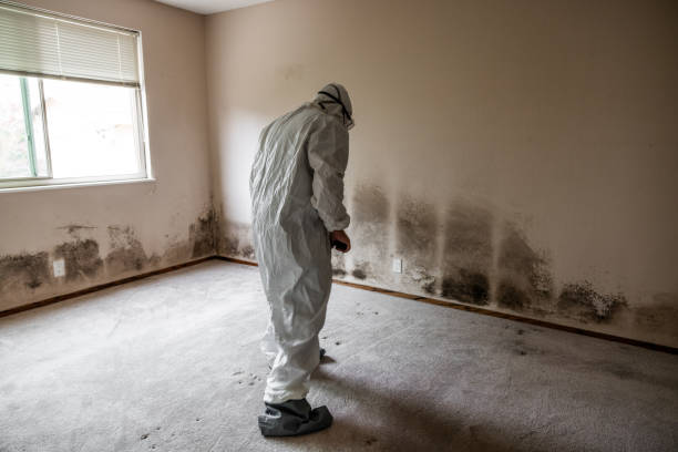 Best Attic Mold Removal  in Russell, KY