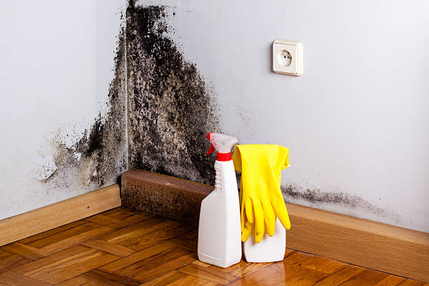 Best Toxic Mold Removal  in Russell, KY
