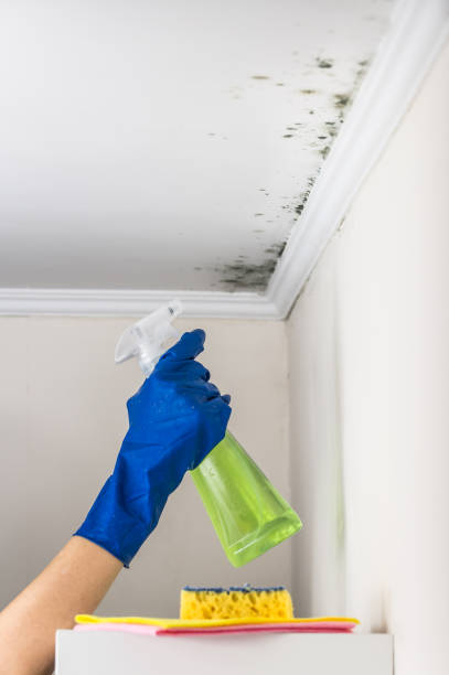 Best Mold Testing  in Russell, KY