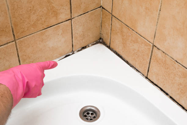 Best Crawl Space Mold Removal  in Russell, KY
